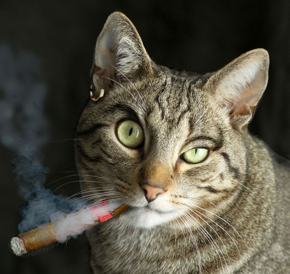 Dear Buddy : How Do I Push Kitty Crack On High-Class&nbsp;Felines?