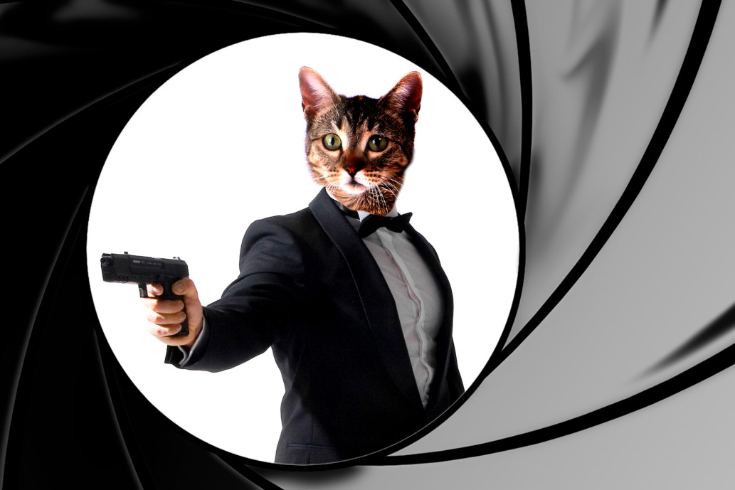 The CIA Thought It Could Control Cats.&nbsp;lol.