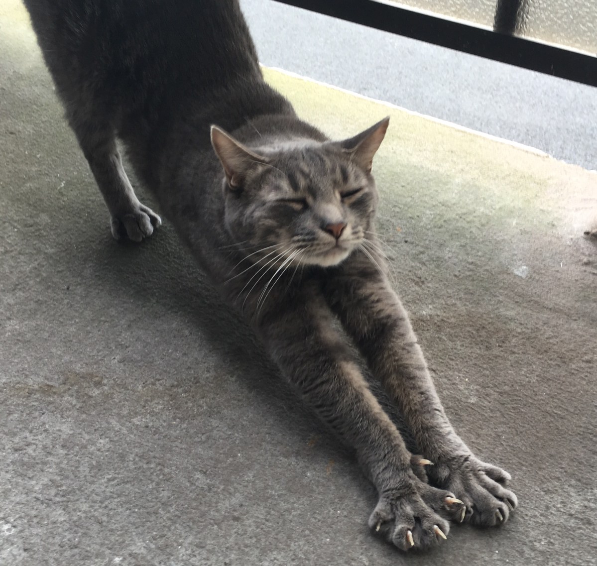 What If Cats Had Opposable&nbsp;Thumbs?