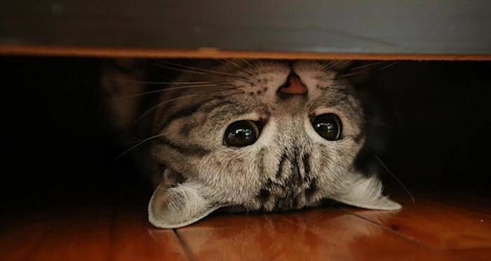 acoustic-kitty-og-pic