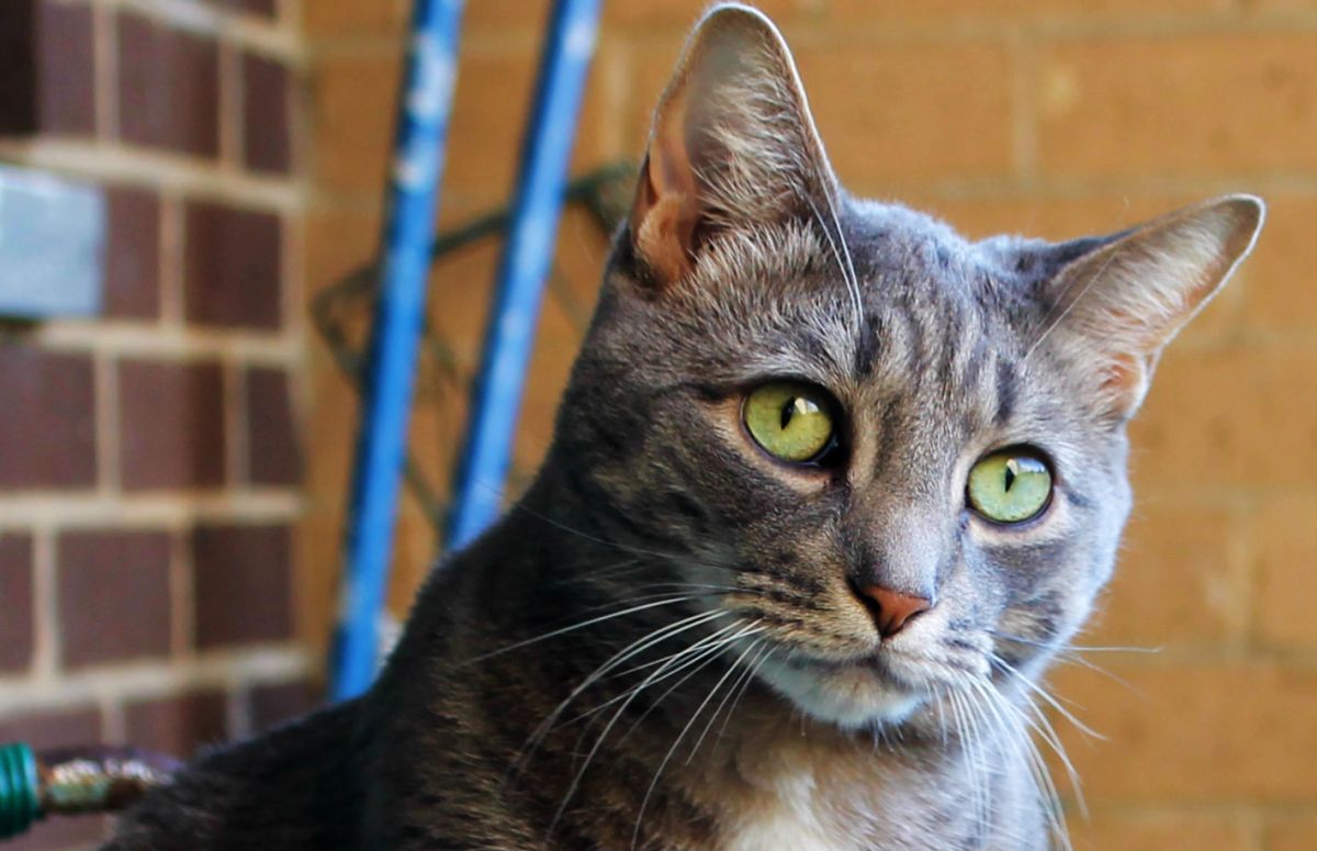 International Cat Day: Interview With&nbsp;Buddy