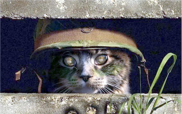 Operation Kitteh Storm Is A&nbsp;Success!