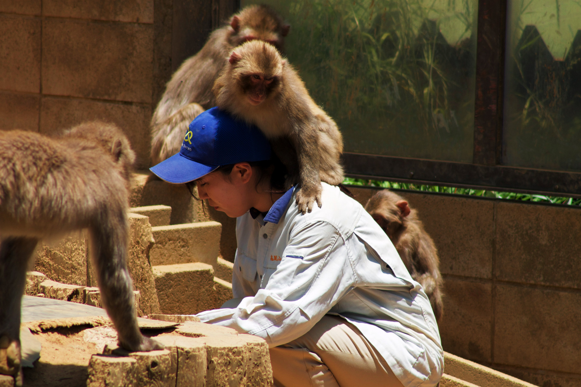 Mt. Takao snow monkey rides a keeper