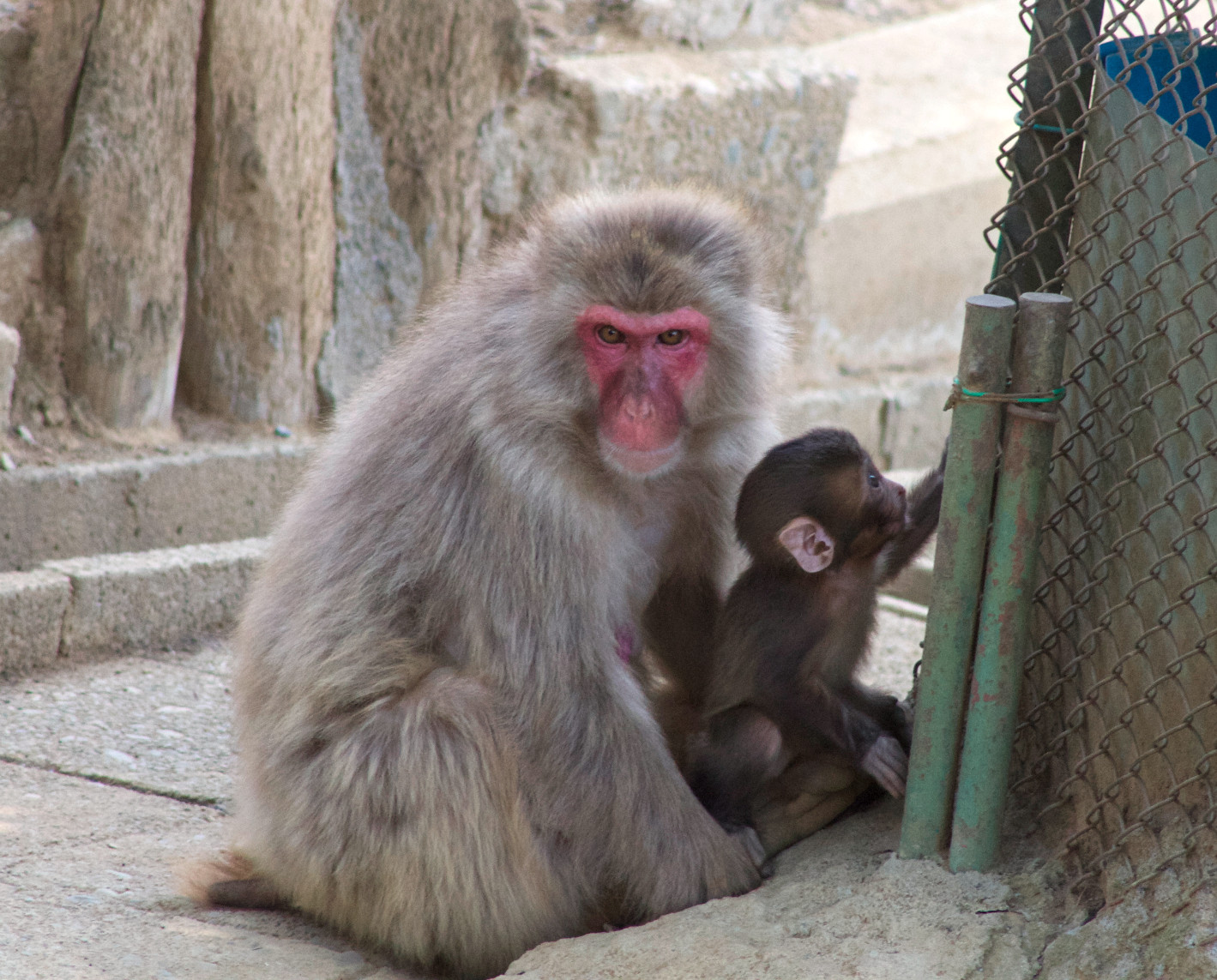 Japanese macaque and baby