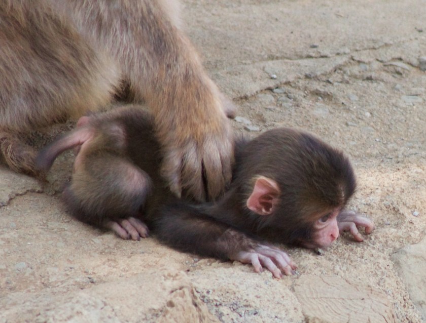 Macaque baby