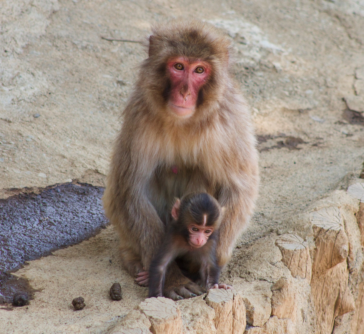 Japanese macaques mom and her baby