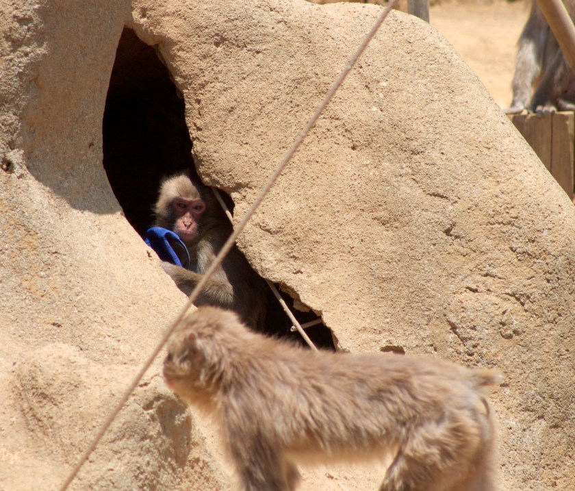My. Takao snow monkey steals hat