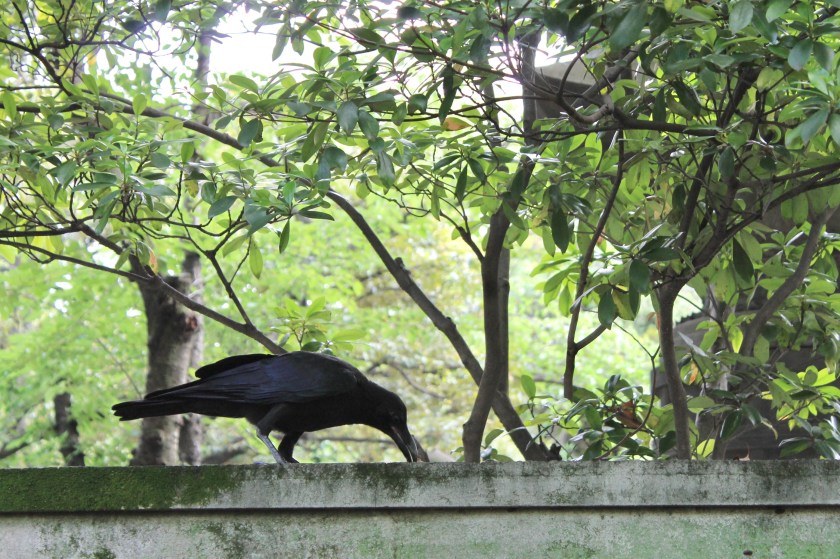 Crow near Jizō Bosatsu statues