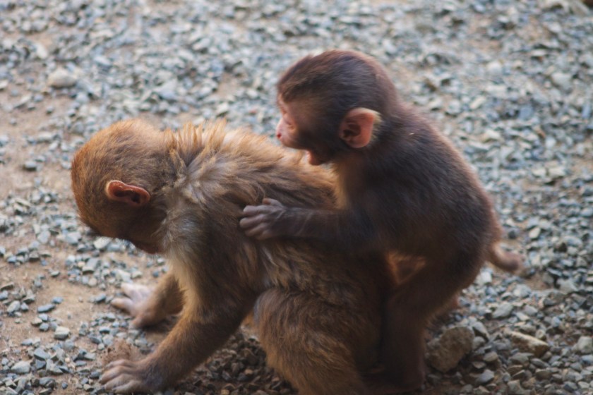 Snow monkey baby and older sibling