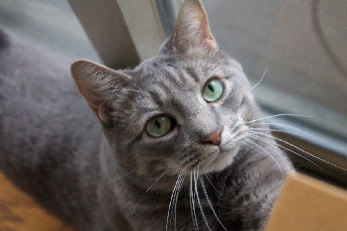 ‘Hey, This Is Buddy’s Site! More&nbsp;Buddy!’