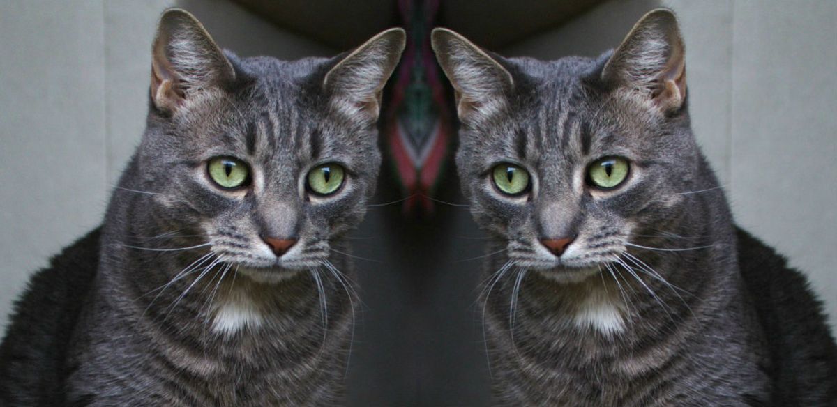 Does Your Cat Like To&nbsp;Teleport?