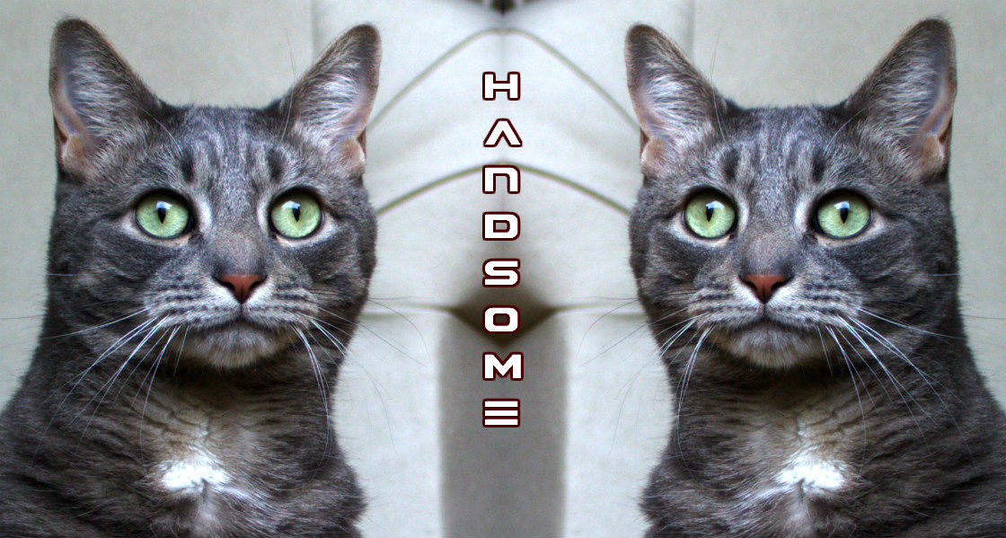 Would You Ever Confuse Another Cat For Your&nbsp;Own?