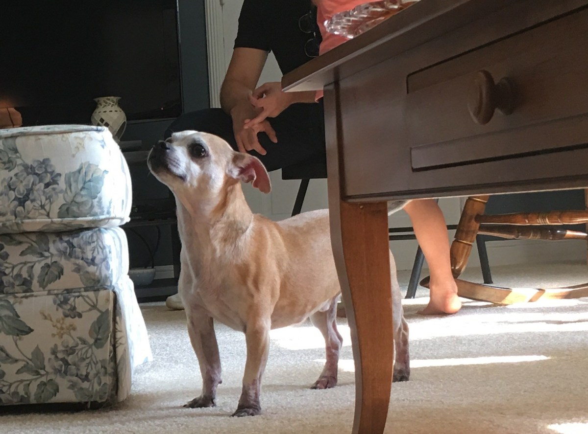 Meet My Cousin. He’s A&nbsp;Dog.