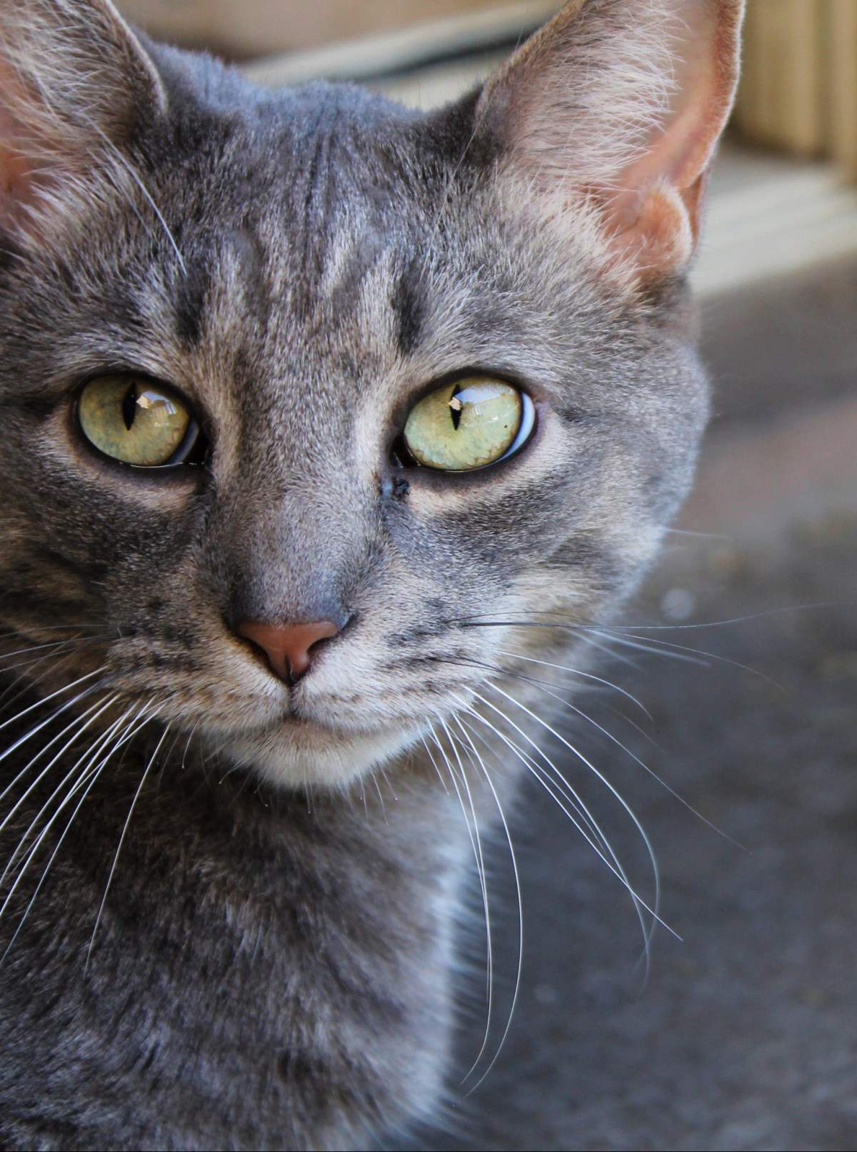 Open The Door Right Meow And Let Me&nbsp;In!