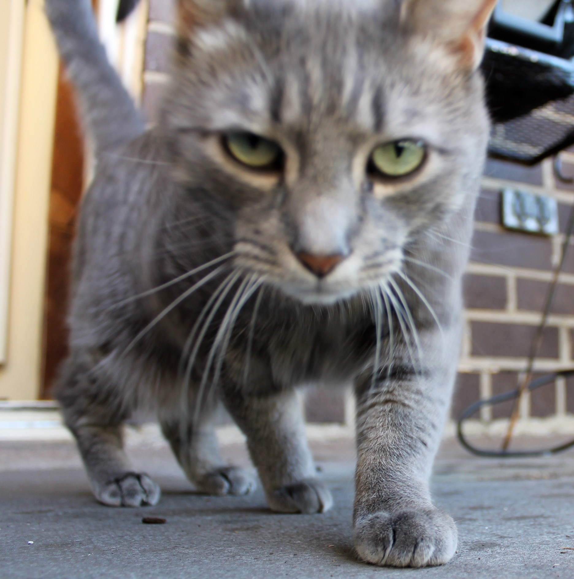 Buddy: Whatcha Lookin' At?