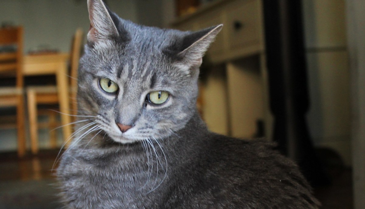 Why We Should Lie To Our&nbsp;Cats