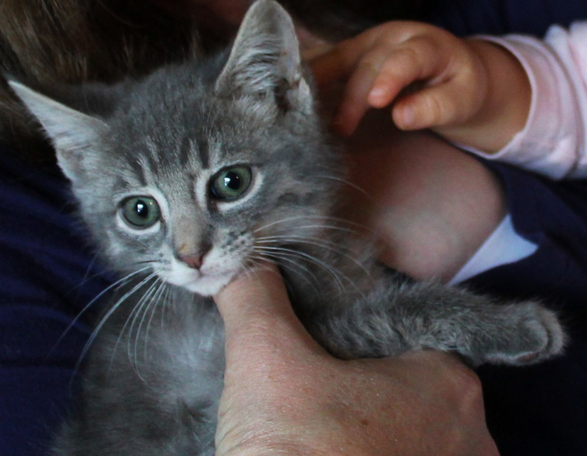 Buddy’s Mailbag: What’s Your Adoption&nbsp;Story?