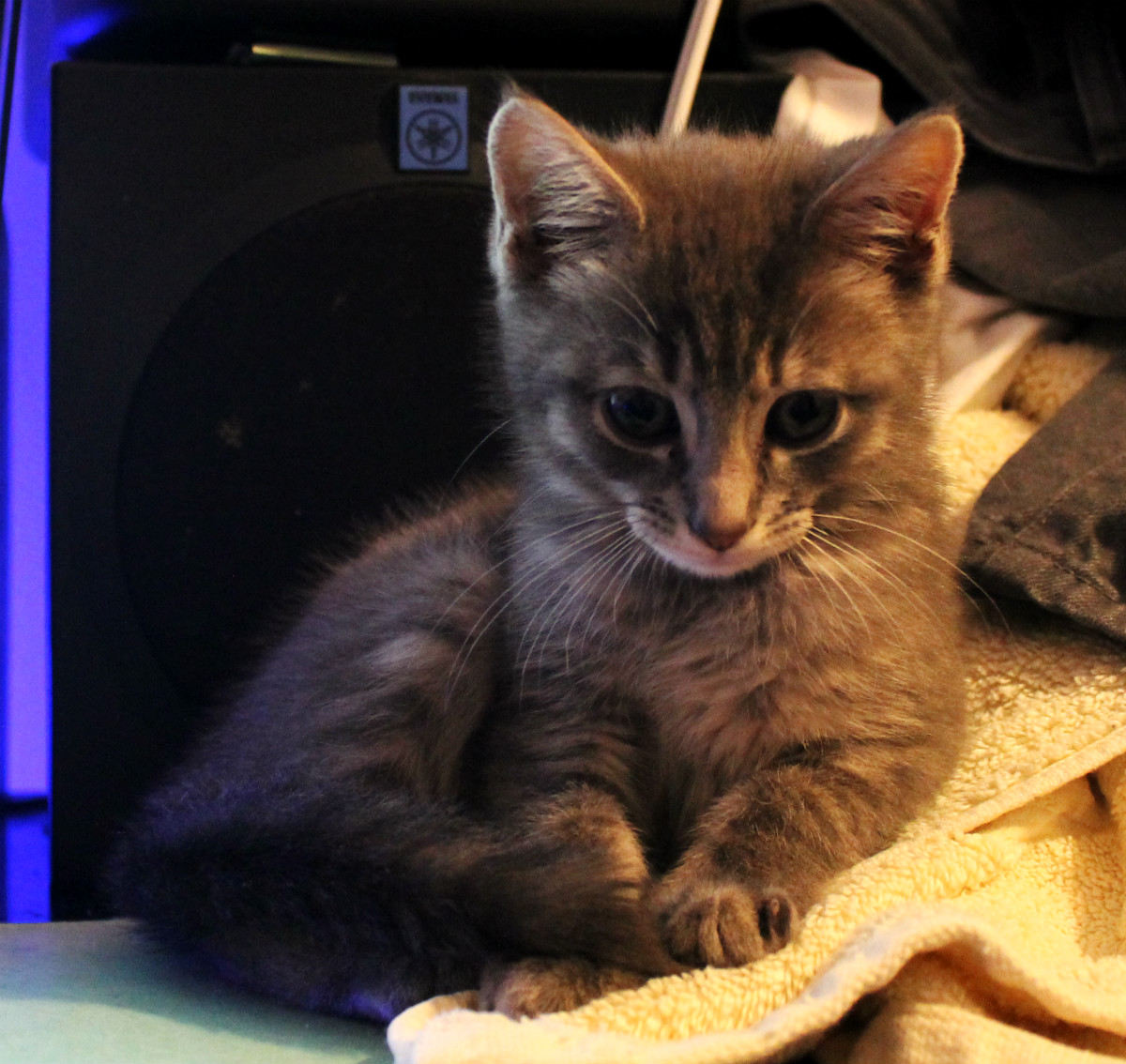 Buddy the Very Handsome Kitten