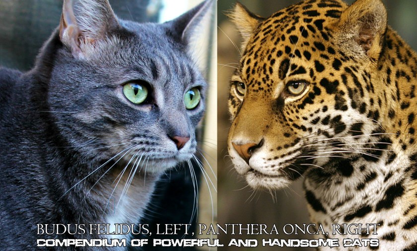 Compendium of Powerful and Handsome Cats