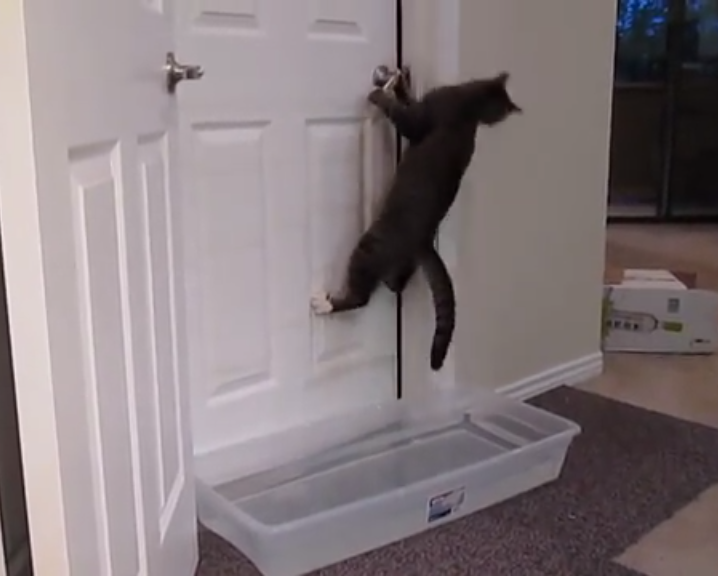 cat-door