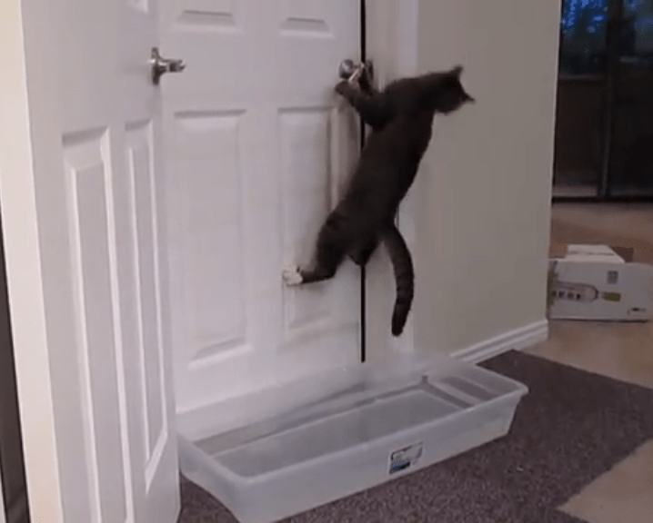 cat-door