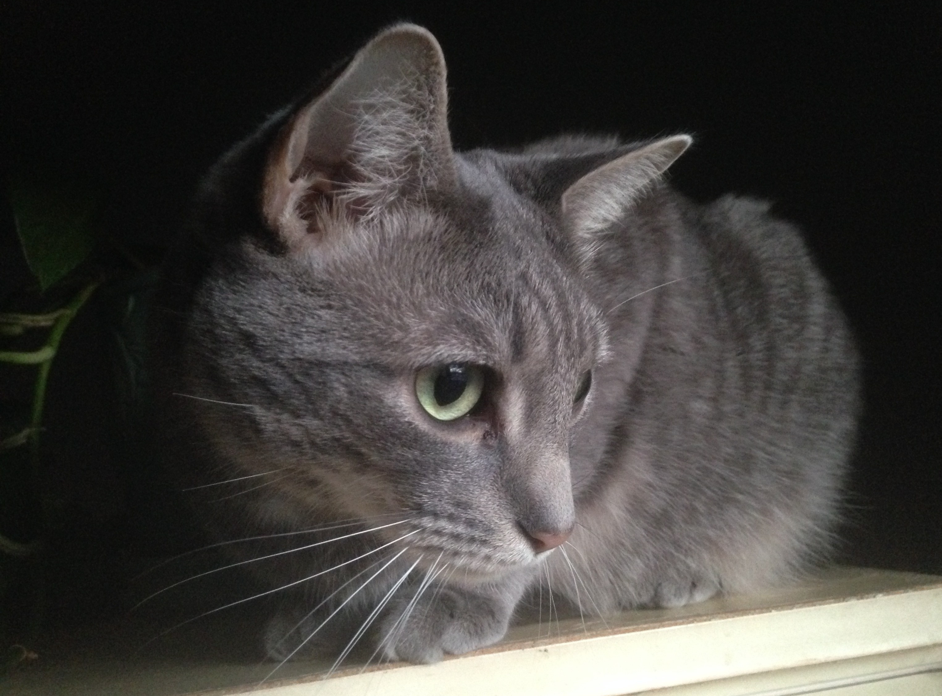 Buddy the Cat