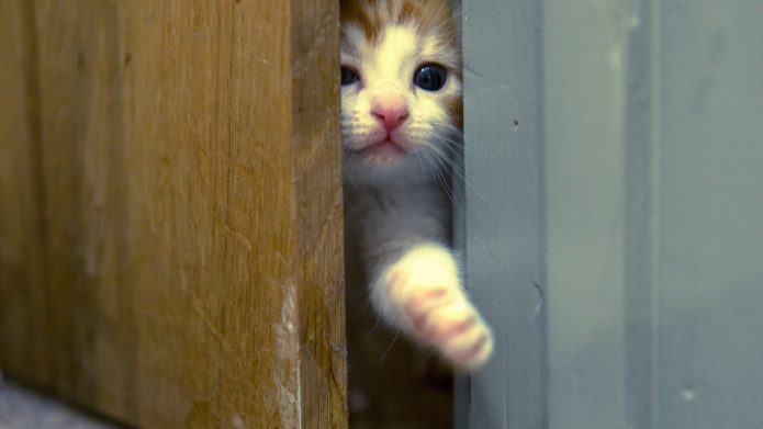 Buddy’s Mailbag: How Do I Open&nbsp;Doors?