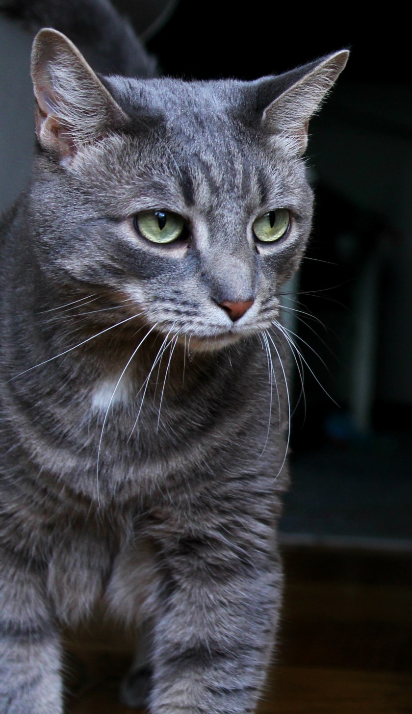Buddy the Cat: Being Handsome