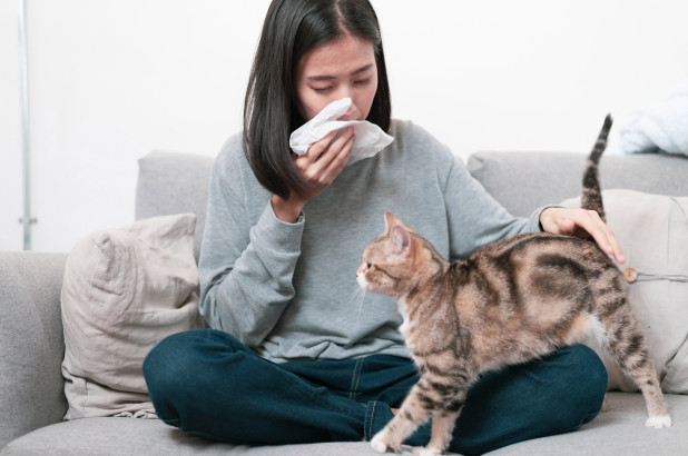 Cat Allergies No More With HypoCat!