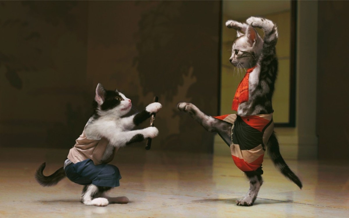 The Many Styles of Cat&nbsp;Fu