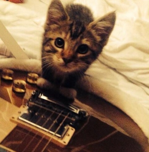 Graham, Ed Sheeran's cat