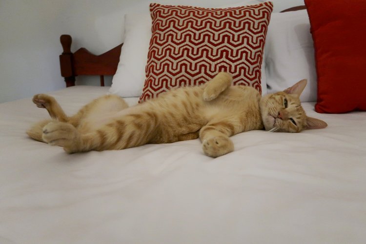Tiger the Tabby Cat