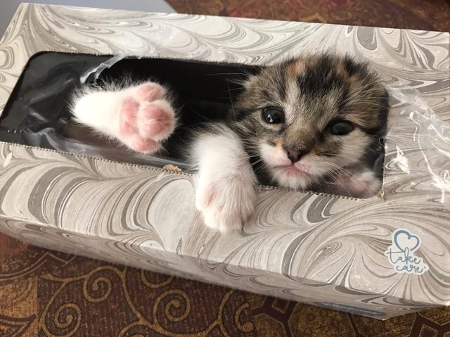 Kitten in a tissue box