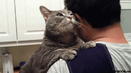 Cat Hugs His Human