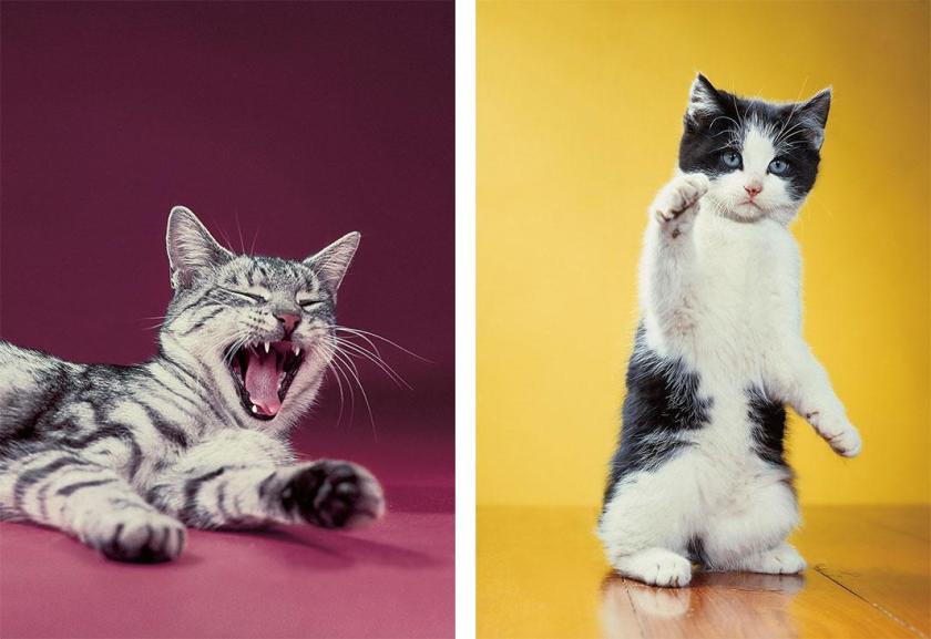 Walter Chandoha Cat Photography