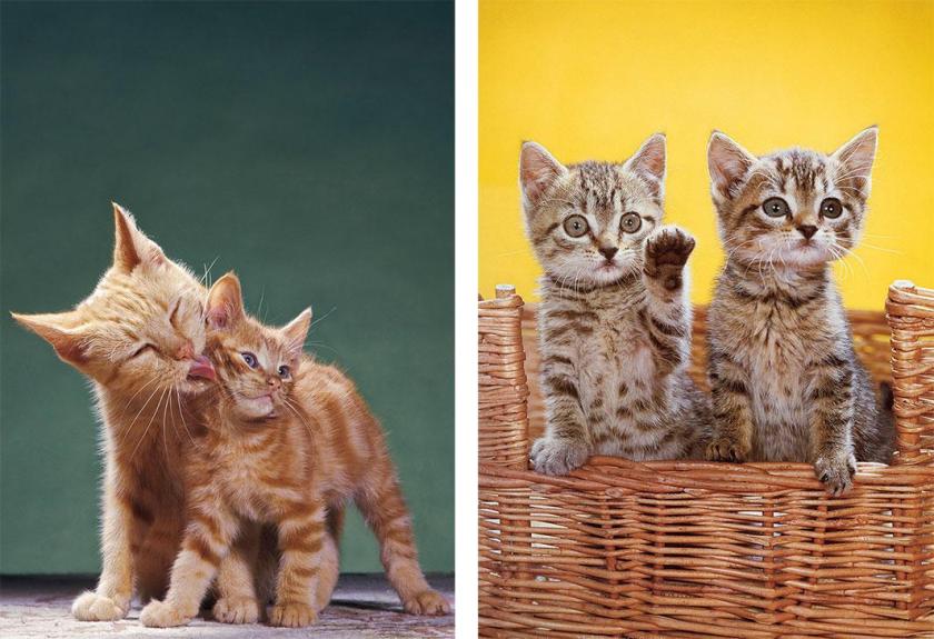 Walter Chandoha cat photography