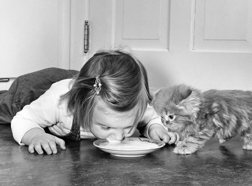 Walter Chandoha Cat Photography