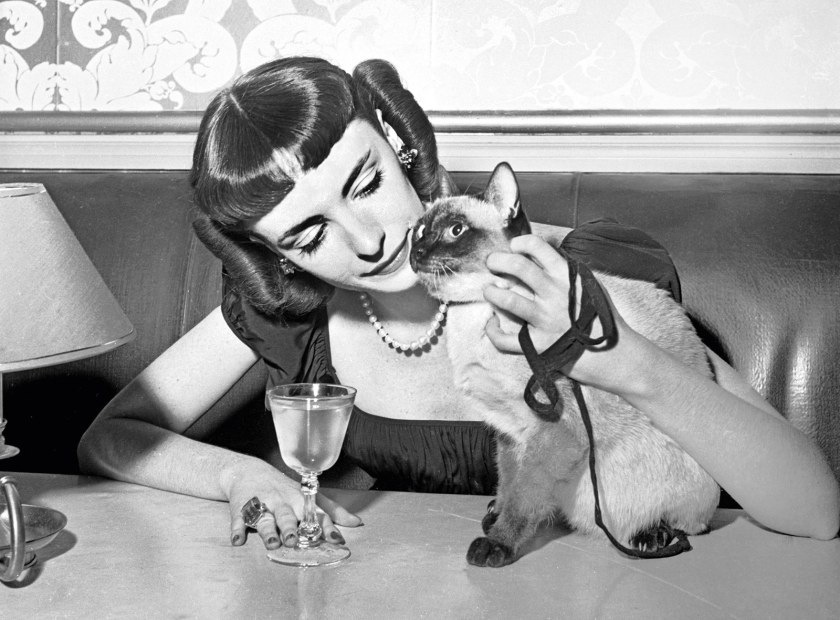 Walter Chandoha Cat Photography