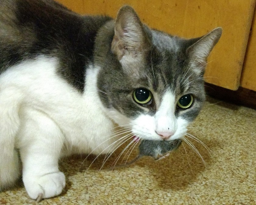 Cute Cat Killing Mouse