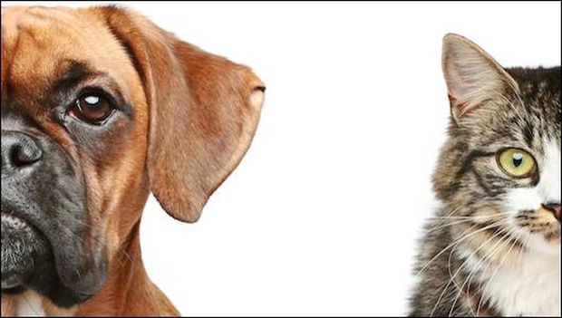 No, A Study Did Not Conclude Dogs Are Smarter Than&nbsp;Cats