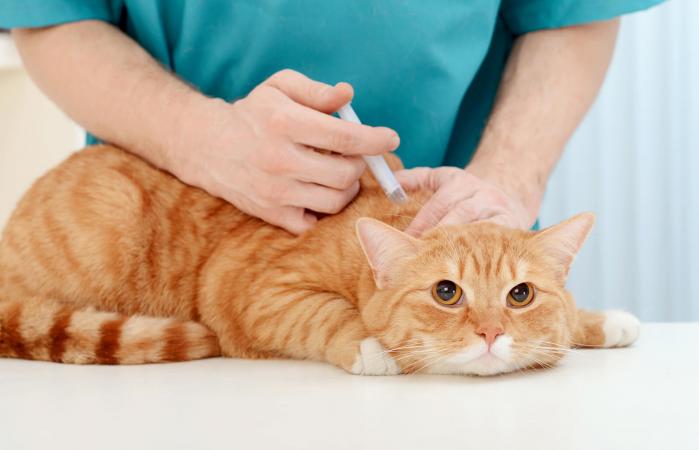 That Cat Allergy Vaccine Isn’t Such A Good Idea After&nbsp;All