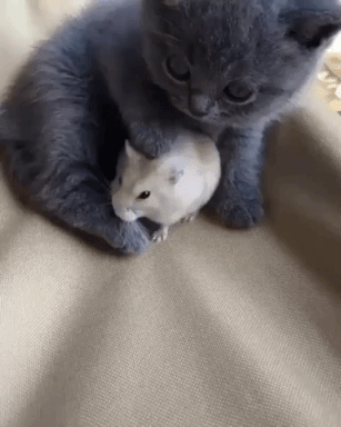 Kitten With A Mouse