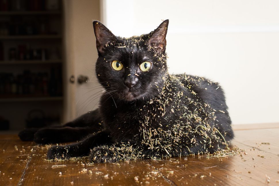 Dear Sir or Madam: I Have Recently Come Into An Inheritance of 5,000lbs of Premium&nbsp;Catnip