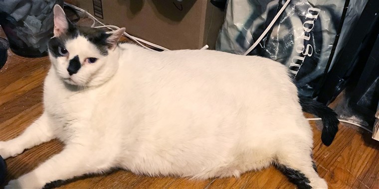 New York’s Fattest Cat Is Melting&nbsp;Pounds