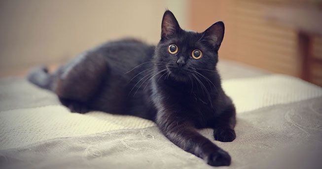 Handsome Black Cat