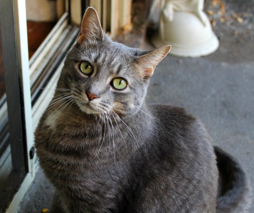 Buddy the Handsome Cat