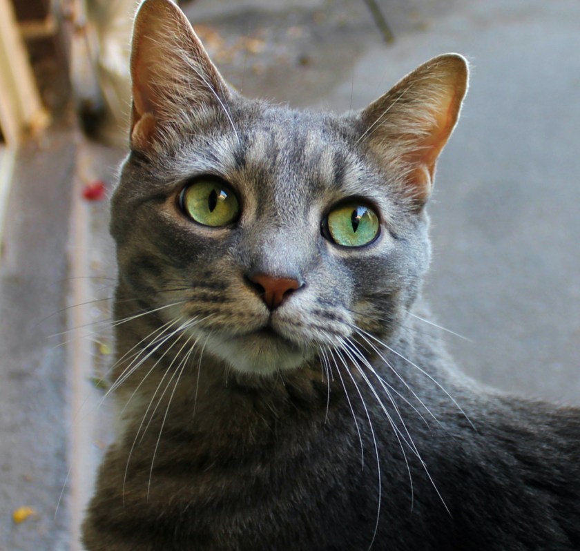 buddy_september2019_alt