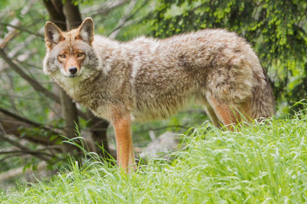 Reason #246 To Keep Your Cats Indoors:&nbsp;Coyotes