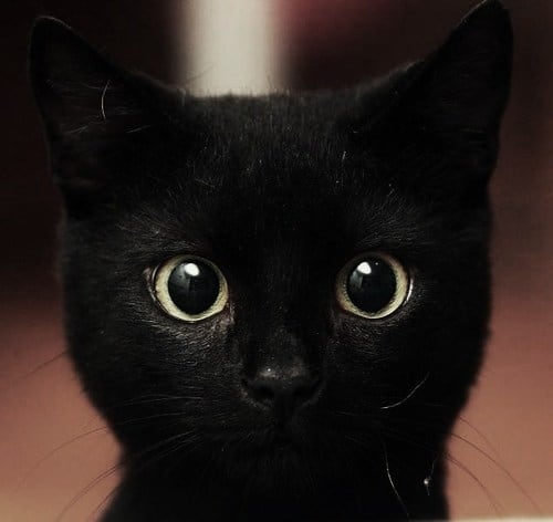 cuteblackcat