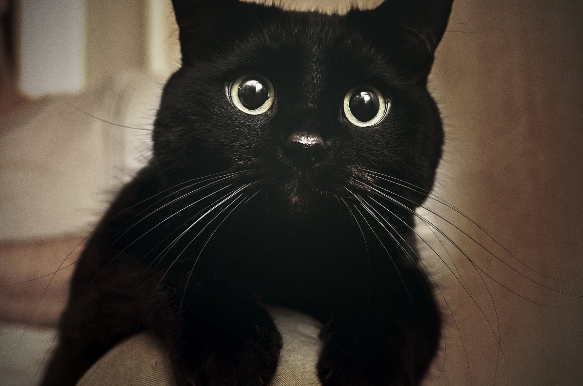 The Absurd Reason Why People Won’t Adopt Black&nbsp;Cats